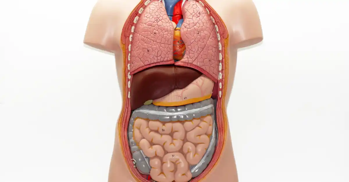 Gambar Organ Tubuh Manusia dan Fungsinya