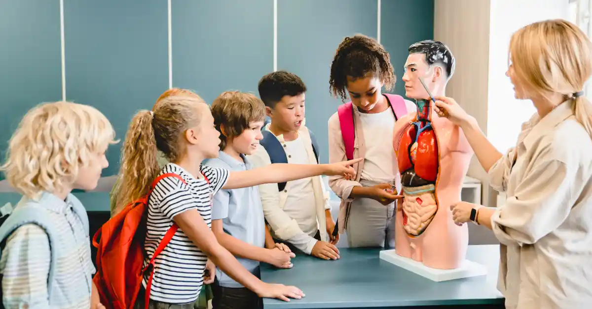 Gambar Organ Tubuh Manusia dan Fungsinya