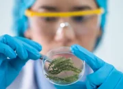 Jaringan Tumbuhan: Struktur, Fungsi, dan Jenis