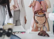 Sistem Pencernaan Manusia: Proses, Organ, dan Fungsi