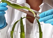 Jaringan Pada Tumbuhan: Pengertian, Jenis dan Fungsinya