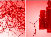 5 Kegunaan Bulu Perindu dalam Tradisi Bugis dan Cara Pakainya