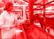 Mengupas Tuntas Efektivitas Susu Kambing dalam Program Penambahan Berat Badan