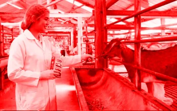 Mengupas Tuntas Efektivitas Susu Kambing dalam Program Penambahan Berat Badan